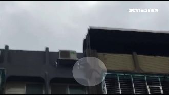 猴閒晃北市鬧區！爬大樓外牆、坐冷氣