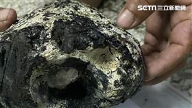 龍涎香
圖/新聞台