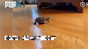 寵物烏龜高速爬行（圖／翻攝自燃新聞微博）