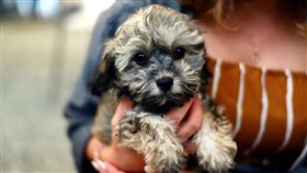 報名就送狗！她見寵物美容班「招生標語」傻了：都那麼狂嗎（圖／翻攝自Pixabay）