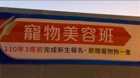報名就送狗！她見寵物美容班「招生標語」傻了：都那麼狂嗎（圖／翻攝自Dcard）