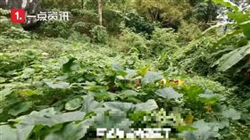 中國,貴州,連假,返鄉,老家,草叢,淹沒（圖／翻攝自沸點視頻）