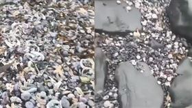 海灘上佈滿整片海洋生物得屍體，畫面相當驚悚。（圖／翻攝自推特） 