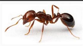 紅火蟻,美國,咬傷,狠心,虐童（圖／翻攝自水利署）