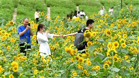 中國十一長假旅遊人次破6億中國文化和旅遊部數據中心估算，中國十一長假前7天共有6.18億人次的旅客。圖為旅客前往福州花海公園欣賞盛開的向日葵。（中新社提供）中央社  109年10月9日