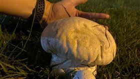 草地驚見手掌大野菇　他警告：別亂碰（圖／翻攝自我是蘆洲人臉書）
