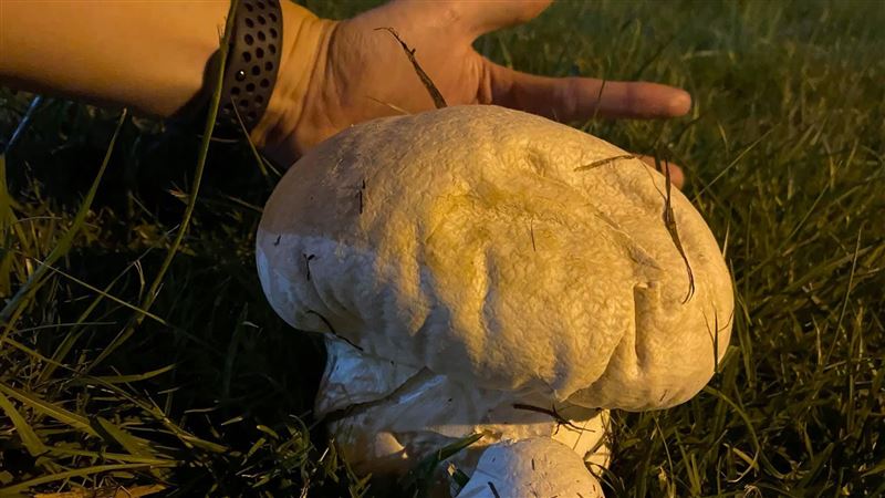 草地驚見手掌大野菇　他警告：別亂碰