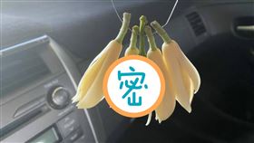 玉蘭花,阿桑,辣椒,偽裝,配色