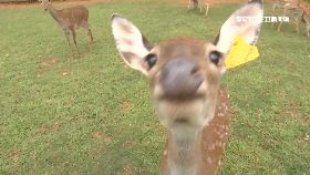 文 埔心國慶玩1700.