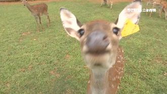 雙十慶梅花鹿成年　小鹿出籠近距見客