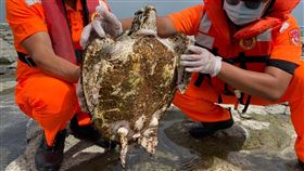 澎湖龍門後灣發現受傷海龜　送收容站照護澎湖縣龍門後灣的海灘岸際9日被民眾發現有兩隻海龜，1死1傷，海巡獲報派員前往處理，將受傷海龜送往水試所海龜救護收容工作站觀察、照護。（第七岸巡隊提供）中央社  109年10月9日