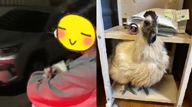 酒醉,母雞,收編,喝太多(翻攝自 爆怨公社)