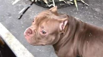 惡霸犬見甘蔗狂倒退　網狂猜：有陰影