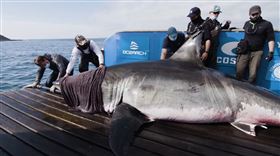 大白鯊,海洋女王,大西洋,加拿大