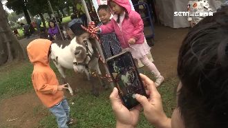 埔心牧場迷你驢萌見客　遊客搶拍照