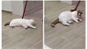 寵物,貓,打掃,拖把（圖／翻攝自微博）