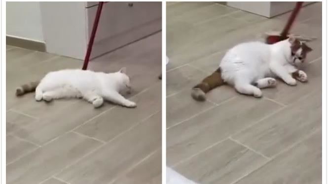 主人打掃　白貓躺當大爺…下秒尷尬了
