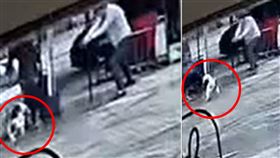 流浪狗,被咬,餵食,槍殺