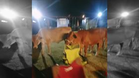 行走的宵夜,水牛,露營