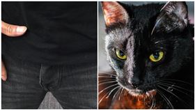 好痛！起床「下面」硬…他當逗貓棒　慘被貓咪狠咬千人笑翻，資料照、Pixabay