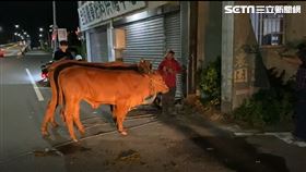 ▲母子大逃亡！台東驚見母牛攜子逛大街　警護送30分走回家（圖／記者王浩原攝影） 