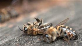 蜜蜂。（圖／翻攝自爆廢公社）