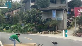 4隻小鴨掉隊…女下車幫過馬路　慘遭鴨媽媽「飛撲攻擊」！（圖／翻攝自微博）