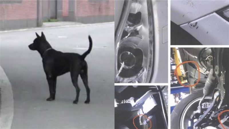 愛車停家門口　遭2隻狗撕咬40分鐘