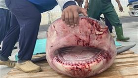 澎湖,公牛鯊,海鱺,箱網