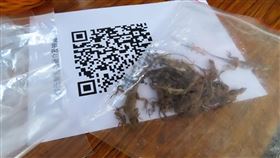 嘉義公園捕捉沙氏變色蜥（2）林務局嘉義林區管理處11日在嘉義市嘉義公園舉辦沙氏變色蜥移除活動，參與人員齊力找尋公園中的沙氏變色蜥，共捕捉38隻。（林管處提供）中央社記者蔡智明傳真　109年10月11日