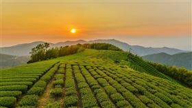 跟著「高鐵趣玩8」 線上旅展即日起開跑！用最心動的價格，安排一趟最符合您需求的高鐵旅程！（梅山茶園）。（圖／高鐵提供）