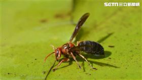 黑腹虎頭蜂隨（圖／林務局提供）