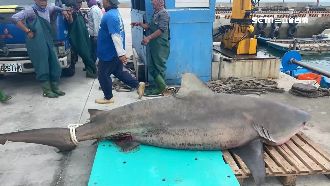 澎湖公牛鯊獵殺海鱺　漁民損失慘重