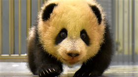 圓寶會走路了（圖／台北市立動物園提供）