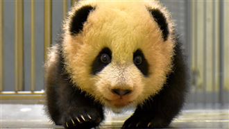 圓寶成長記！揮別拖把熊　努力學走路