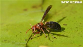 虎頭蜂圍攻第3死　釣客跳溪逃仍不治