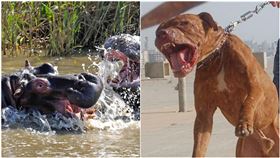 比特犬,河馬,單挑,對打,攻擊(圖/翻攝自PIXABAY、維基百科