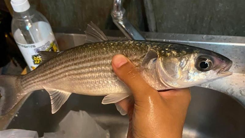 他釣魚加菜　媽一舉動…殺不下去