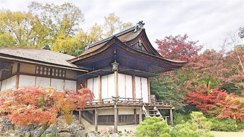 日本嵐山秋葉情　期待自由出國那一天