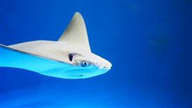 桃園青埔,水族館,Xpark,虐待,臉書