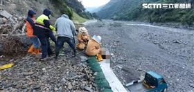 高雄,斷頸,桃源,虎頭蜂