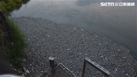 台中大量魚屍漂溪裡／許先生授權提供