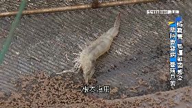 V草本炭方蝦1900