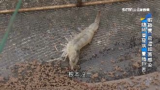 抗生素替代技術　重振台灣草蝦王國