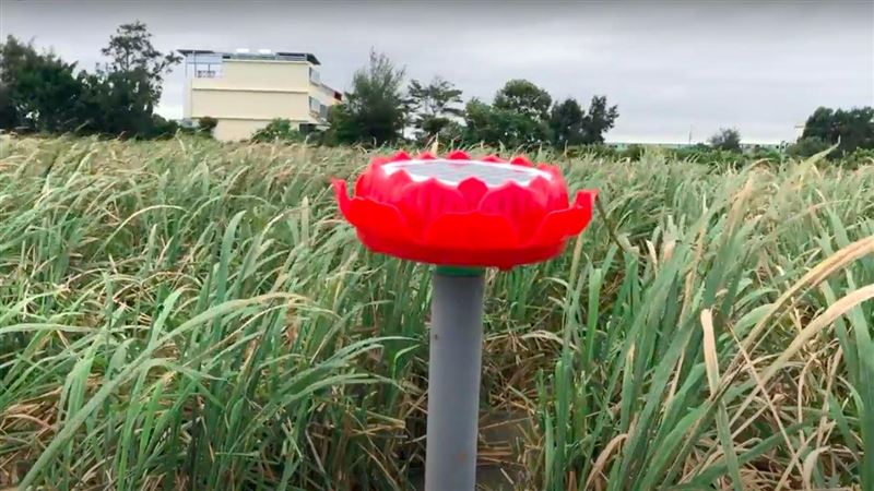 聽「大悲咒」的筊白筍　種植者曝光