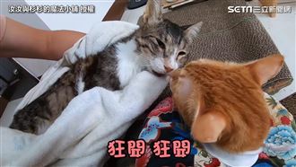 送愛貓最後一程　爸哭喊：火來快跑