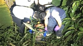 溪邊,黑腹虎頭蜂,螫,藥酒,死亡