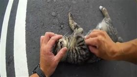 浪貓,土城,人工呼吸,心肺復甦術