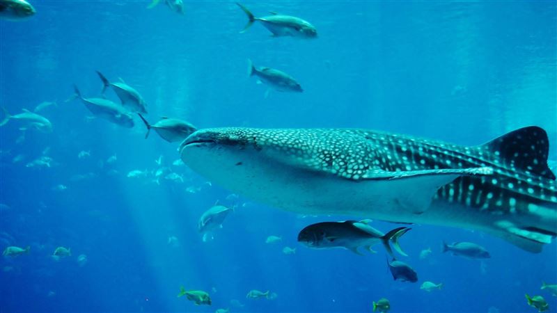 3鯨鯊+1海龜闖入漁場　全漁民驚恐