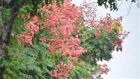 台灣欒樹火紅蒴果如燈籠高掛樹梢新北市中和區莒光路呈現台灣欒樹特有風情，紅色蒴果猶如燈籠高掛樹梢，因蒴果色彩多變，台灣欒樹也被稱為「四色樹」。中央社記者黃旭昇新北攝　109年10月13日